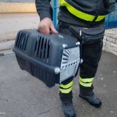 Gatto salvato dai vigili del fuoco