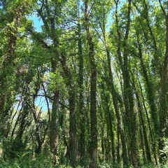 Parco dell'Alta Murgia, punto di approvvigionamento idrico in Bosco difesa grande