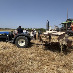 “Gran Giorno, Giornata del Grano": Granoro celebra il raccolto del grano pugliese e la filiera "Dedicato"