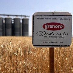 “Gran Giorno, Giornata del Grano": Granoro celebra il raccolto del grano pugliese e la filiera "Dedicato"