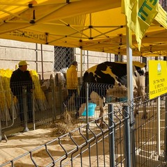 Mobilitazione Bari allevatori agricoltori pescatori