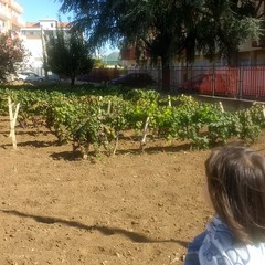 vendemmia