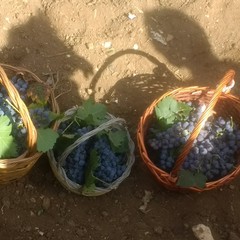 vendemmia