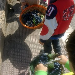 vendemmia