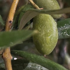 Aperitivo tra gli Ulivi