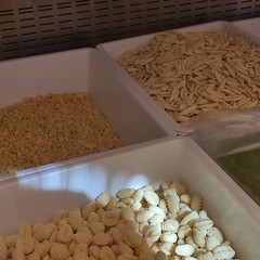 Giornata mondiale della pasta