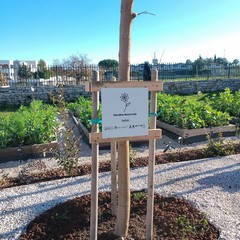 Giardino Sensoriale di Torre Palomba