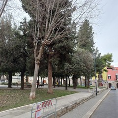 Rigenerazione del verde urbano in Piazza Vittorio Emanuele a Corato