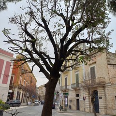 Rigenerazione del verde urbano in Piazza Vittorio Emanuele a Corato