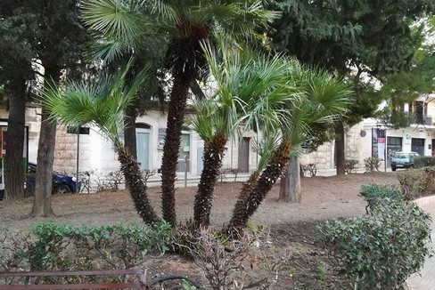 Le palme di Piazza Simon Bolivar