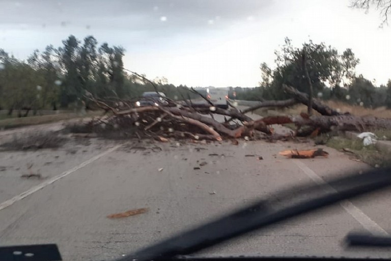 L'albero crollato sulla Corato-Bisceglie