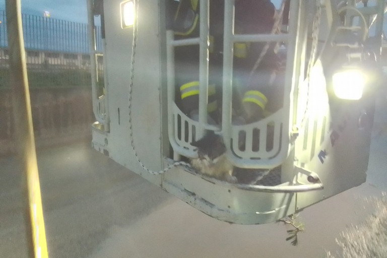 Gatto bloccato su un pino: salvato dai Vigili del Fuoco di Corato