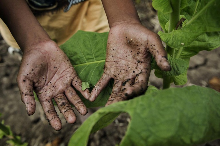 Bambini sfruttati in agricoltura