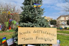 Nuova "casa" per gli alberi natalizi. La scuola "Sacra famiglia" adotta il pino argentato
