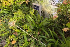 L'aiuola dimenticata di via Dante: un pugno nell'occhio nel cuore di Corato