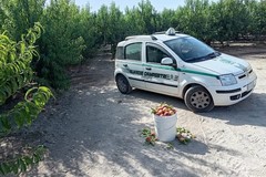 Sventato furto di pesche a Corato: una persona fermata e denunciata