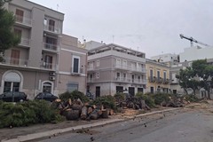 Riqualificazione di Piazza Parini, Direzione Corato chiede l'accesso alla relazione agronomica sugli alberi