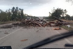 Maltempo: crolla un albero, pericolo sulla Corato-Bisceglie