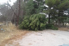 Forte vento, un albero della pineta Bracco collassa sulla strada