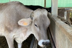 Afa record, animali già sotto stress nelle stalle