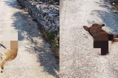 Due cani con collare ritrovati morti avvelenati sulla Corato-Ruvo