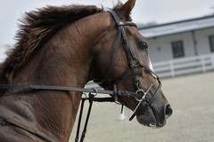 LNDC contro la sagra della carne di cavallo a Corato