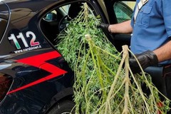 8 piante di marijuana nel cortile di casa, arrestato un 34enne
