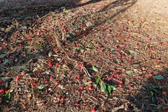 La minaccia dei pappagallini verdi e dei cinghiali, le richieste di CIA Levante Bari-Bat