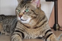 Gatto scomparso a Corato: l'appello