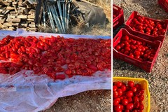 La salsa di pomodoro, il rito pugliese di fine estate