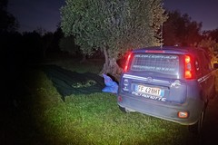 Sventato un furto di olive nelle campagne di Corato, ladri in fuga