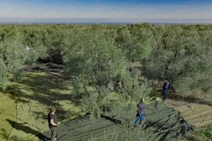 Corato porta a Trieste la “Rivoluzione Coratina”: a "Olio Capitale" cambia il racconto dell’olio