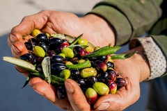 "Corato Cultivar Bellezza": tre giorni di eventi, concerti e degustazioni