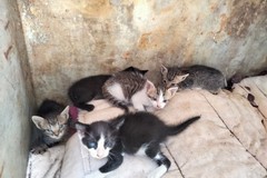 A Corato la Sanb ha salvato 5 gattini abbandonati che cercano casa