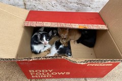 Gattini abbandonati in Piazza Marconi: il ritrovamento di un cittadino
