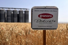 “Gran Giorno, Giornata del Grano": Granoro celebra il raccolto del grano pugliese e la filiera "Dedicato"