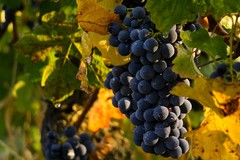 Uva da vino, Cia Puglia: «Qualità eccellente, no alle speculazioni»