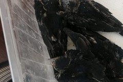 Uccelli protetti salvati dalle Guardie Ambientali d'Italia