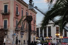 Ramo di palma collassa al suolo, pericolo su Corso Mazzini