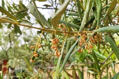 Il clima minaccia le colture: perso il 21% delle produzioni in Puglia