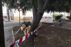 Cade un albero nella piazzetta su Via Belvedere