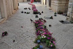 Vandalismo verde: danneggiate le piantine della Primavera Fest