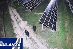 Sventato l'ennesimo furto di pannelli fotovoltaici, ladri in fuga