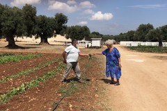 Agrididattica e orto dei nonni, la Puglia promuove l'agricoltura sociale