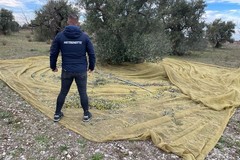 Sventato furto di olive nelle campagne di Corato da Polizia di Stato con l’ausilio delle GPG della Metronotte