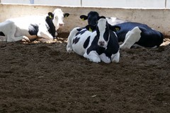 Furti di bestiame in due aziende coratine: rubati più di 150 animali