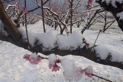 Nevicate primaverili, perso il 90% della produzione