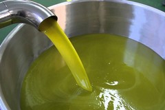 Cultivar Coratina tra i dieci olii migliori al mondo dell' "Evoleum 2023"