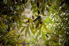 Scambi anche con la Polonia per il Consorzio Agroalimentare C.R.O.P. per valorizzare le eccellenze coratine