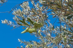 Agricoltura in crisi: a Corato Fratelli d’Italia ascolta i produttori